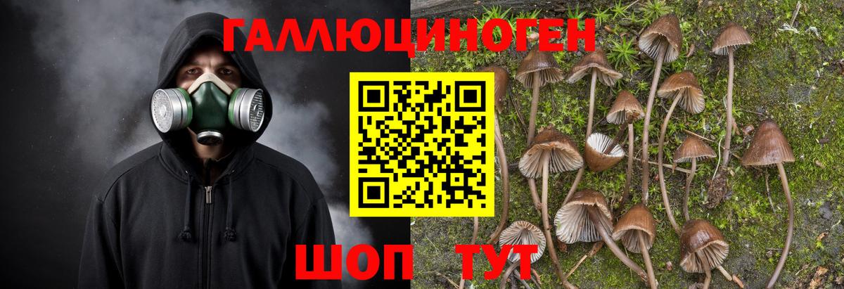 Псилоцибиновые грибы Psilocybine cubensis Киров